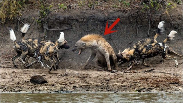 开云平台-赫尔塔柏林备战不力,或影响下场对决的简单介绍