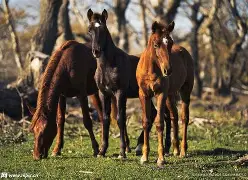 马略卡家门失守，实力遭遇考验